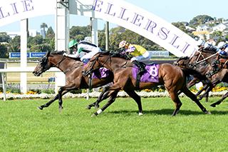 Chenille Wins the Windsor Park Stud Karaka Stayers Cup. Photo: Auckland Racing Club.